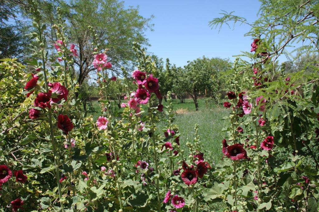Quinta Adela Bed & Breakfast San Pedro de Atacama Dış mekan fotoğraf